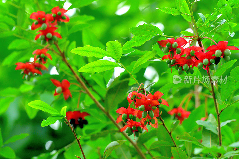 美丽植物的花/毛莨属